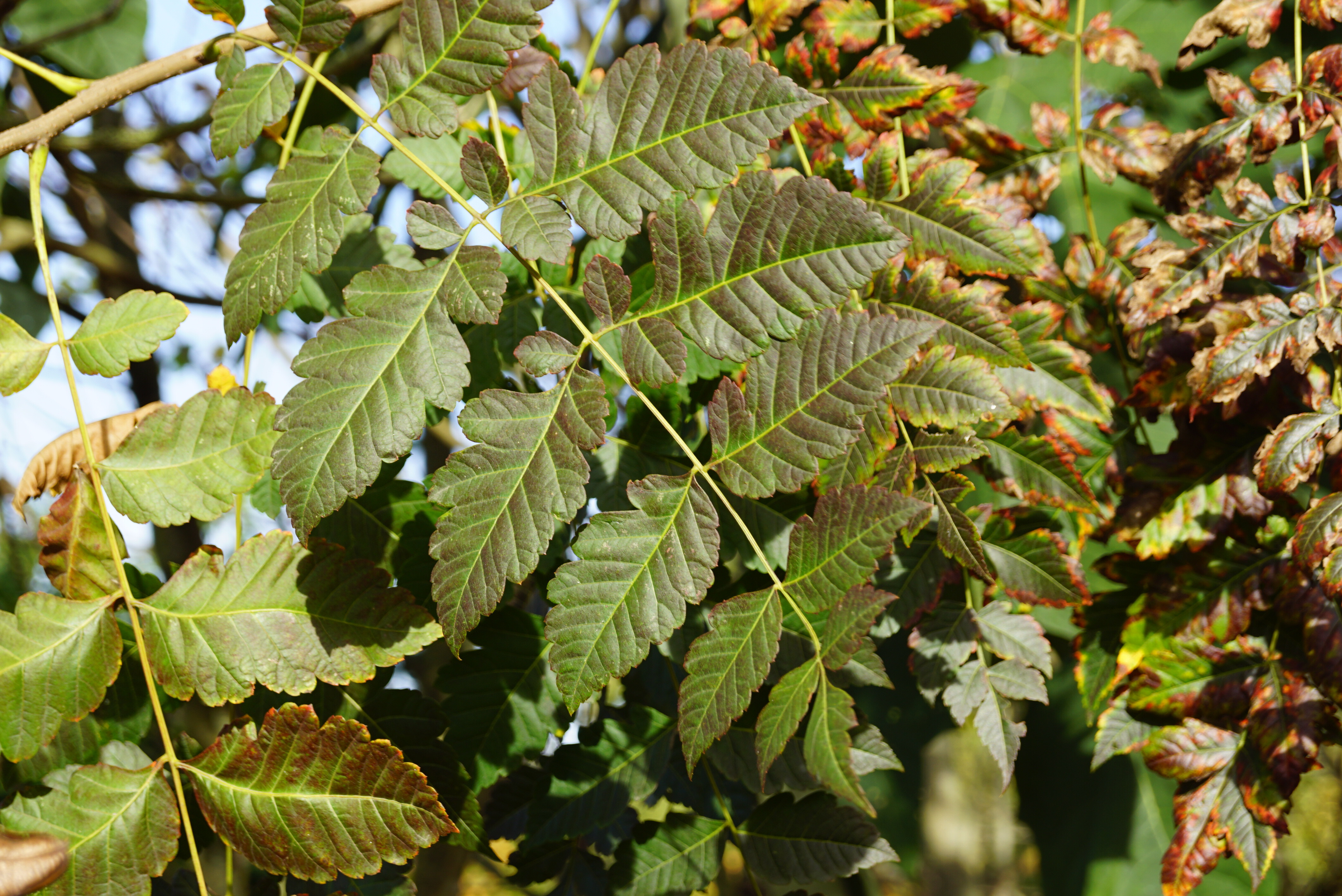 Koelreuteria paniculata (2)-1